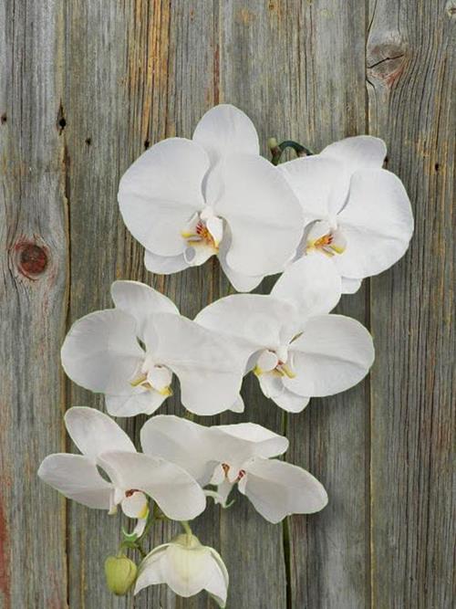 PHALAENOPSIS  WHITE ORCHIDS